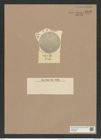 Coscinodiscus decrescens var. replotus Grun. (de-Toni-Nr.: Genus 202, Species 4989) Zeichnungen Sammlung Grunow Nr. 8703 (NHMW-BOT-W0378269)